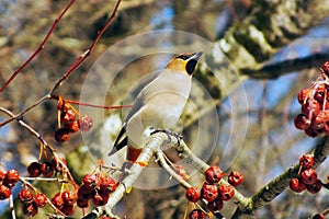 Waxwing eating berries with,winter survival, flocks of birds, feeding birds