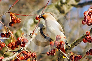 Waxwing eating berries with,winter survival, flocks of birds, feeding birds