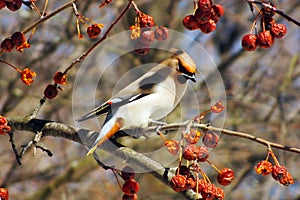 Waxwing eating berries with,winter survival, flocks of birds, feeding birds