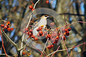 Waxwing eating berries with,winter survival, flocks of birds, feeding birds