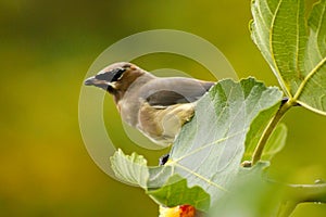 Waxwing with Fig Leaf 02