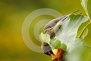 Waxwing with Fig Leaf 03