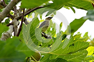 Waxwing in Fig Tree 02