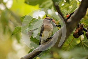 Waxwing on a Fig Tree Branch 01