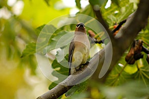 Waxwing on a Fig Tree Branch 02