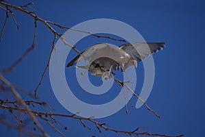 Waxwing flapping its wings and eating berry