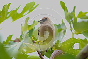 Waxwing in Green Fig Leaves 02