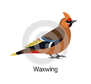 Waxwing isolated on white background. Gorgeous forest passerine bird, adorable arboreal songbird. Cute birdie. Avian