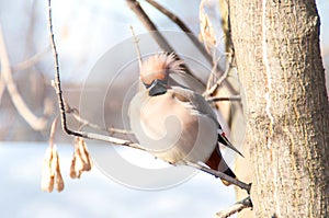 Waxwing like angry bird