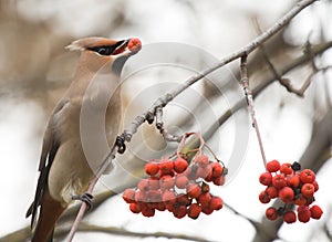 Waxwing with mountain ash