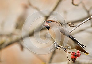 Waxwing with mountain ash