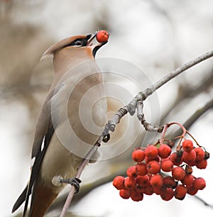 Waxwing with mountain ash