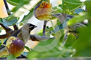 Waxwing Bird Pair with Fig 02