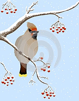 Waxwing and rowanberries