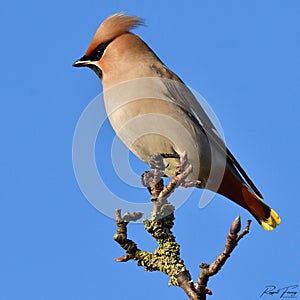 Waxwing, Scientific name: Bombycilla