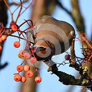 Waxwing, Scientific name: Bombycilla