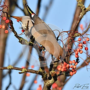 Waxwing, Scientific name: Bombycilla