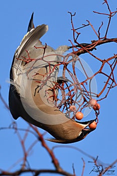 Waxwing, Scientific name: Bombycilla