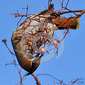 Waxwing, Scientific name: Bombycilla