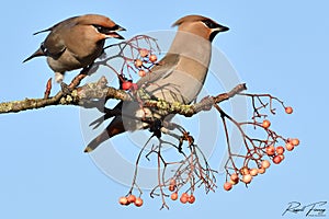 Waxwing, Scientific name: Bombycilla