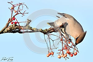 Waxwing, Scientific name: Bombycilla