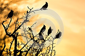 Waxwing silhouette