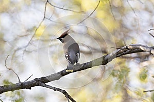 Waxwing sits on a branch on spring day