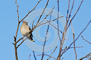 Waxwing sits on a tree branch