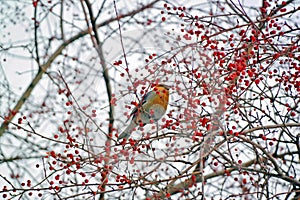 Waxwing sitting on branch of mountain ash in