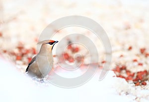 Waxwing take tree waxwing wildlife winter