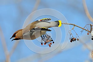 Waxwing takeoff from rowan-tree