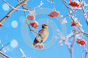 Waxwing on tree branch