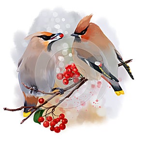 The Waxwing watercolor painting