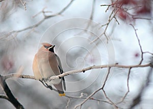 Waxwing on winter branch