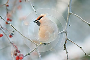 Waxwing winter small bird
