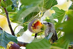 Cedar Waxwing Bird Eating Yellow Fig 02