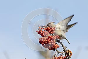 Waxwings eat rowan berries