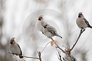 Waxwings eat rowan berries