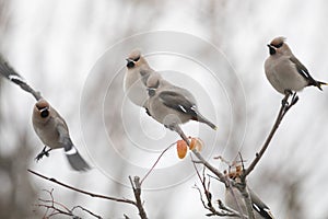 Waxwings eat rowan berries