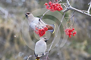 Waxwings eat rowan berries