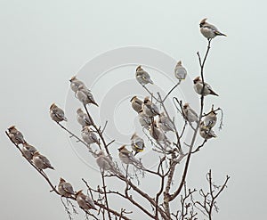 Waxwings