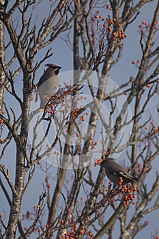 Waxwings in a rowan berry tree