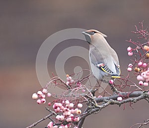 Waxwings in a rowan berry tree
