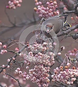 Waxwings in a rowan berry tree