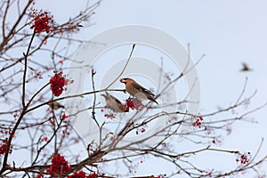 Waxwings on a rowan tree