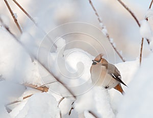 Waxwings on snow-covered branches