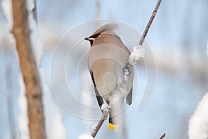 Waxwings on snow-covered branches