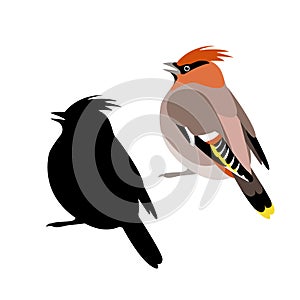 waxwings vector illustration style Flat