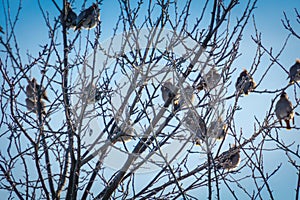 Waxwings on Winter Tree