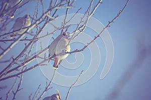 Waxwings on Winter Tree Retro